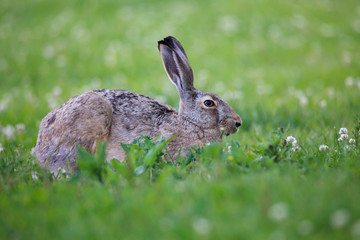 Rabbit lying down on a grass