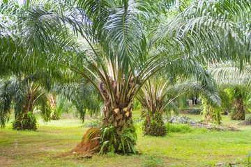 Printed roller blinds Palm tree oil palm tree in garden