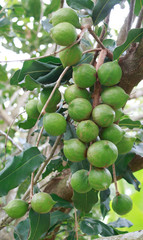 macadamia