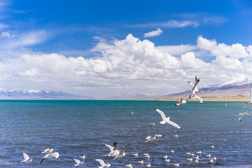 中国 青海省 青海湖 Qinghai Lake 