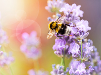 Naklejka premium Summery flowers lavender with bee