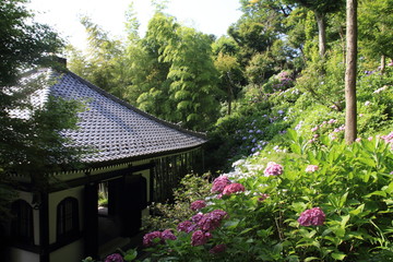 長谷寺　眺望散策路のあじさいと経蔵