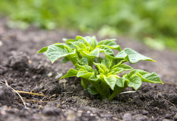 Young potato plant
