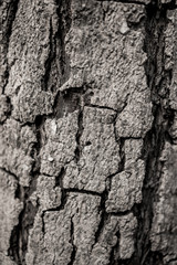 Tree bark background. Black and white photo.