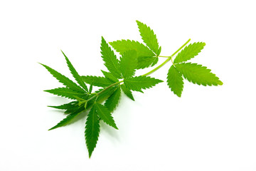 hemp