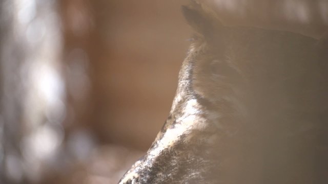 B&Uacute;HO PRIMER PLANO 

Movimiento de c&aacute;mara de izquierda a derecha hasta plano fijo de primer plano de b&uacute;ho 