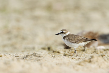 Kentish plover.bird in Pottuvil, Sri Lanka