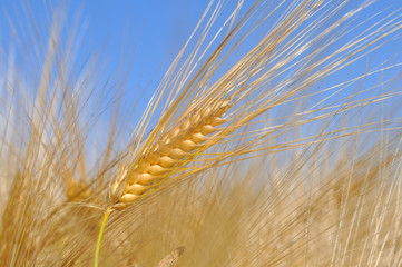 épi d'orge doré sous ciel bleu