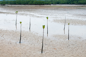 沖縄のマングローブ