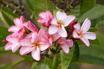 Fototapeta na wymiar Desert Rose is a bright-colored flowers 