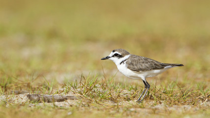Kentish plover.bird in Pottuvil, Sri Lanka