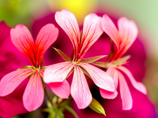 South African Geranium