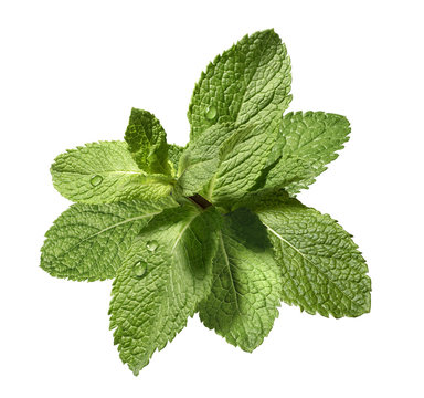 Wet Mint Leaf Bunch Isolated On White Background