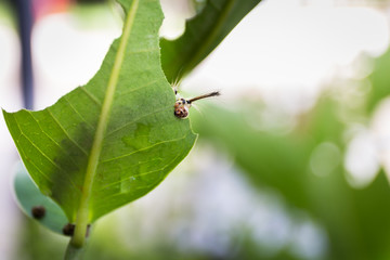 Worm eating the leaf