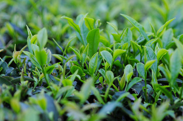 Obraz premium 早朝の茶畑