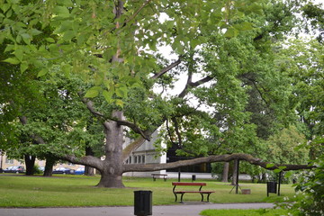 Dąb szypułkowy - Fabrykant © Senatorek