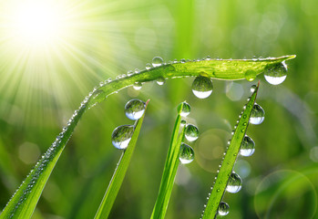 Fresh green grass with dew drops closeup. Nature Background