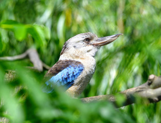 Blue-winged kookaburra (Dacelo leachii)