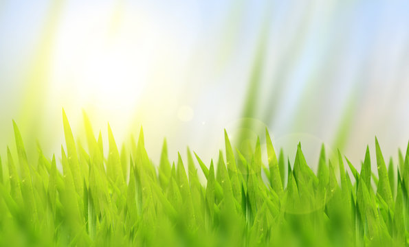 natural green grass and bokeh background