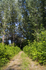 Floodplain forest path