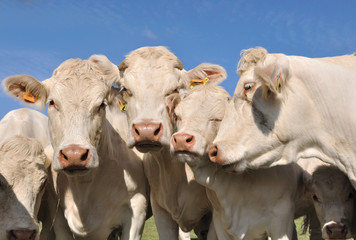 Fototapeta na wymiar portrait de vaches et veaux affectueux
