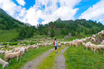 Girl looks transhumance of sheep in the mountains