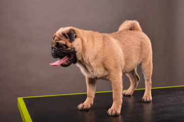 Pug on table