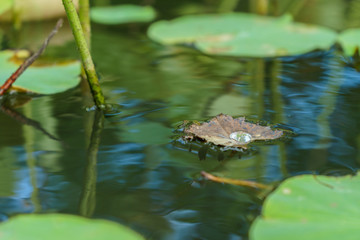 water drop on dry lotus leaf that float on the water