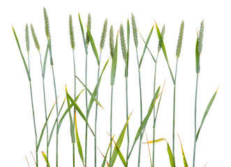 line of green wheat- grain