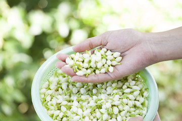 Worker is picking jasmine flowers in a farm