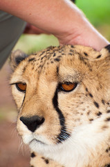 Touching the head of a Chitah