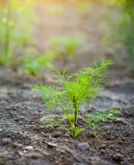 Young dill sprout on bed