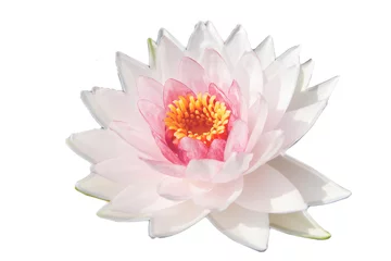 Photo sur Plexiglas fleur de lotus doux lotus