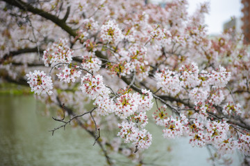 Cherry blossoms in a tree in spring