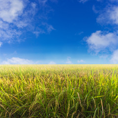 Green paddy rice field and blue sky.