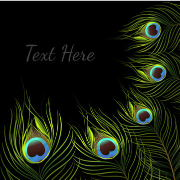 vector peacock on black background.vector illustration