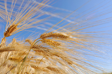 céréales dorés sur fond ciel bleu 