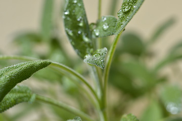 Fototapeta na wymiar Salbeipflanze nach einem Regen im Garten