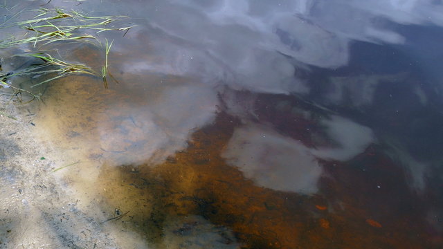 Water peat in the lake in the summer in Russia