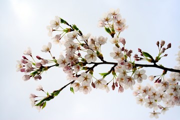 Beautiful pink cherry blossom in Vilnius city