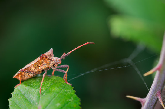 Bug on a leaf