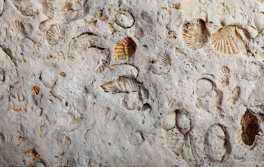 coquina background old fossil