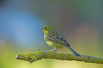 Yellowhammer