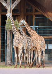 Giraffen während der Fütterung im Zoo