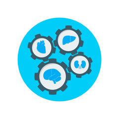 Physiology of human organs in the form of a mechanism