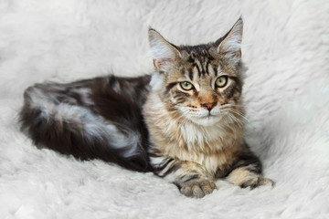 Silver black kitten maine coon posing on white background fur