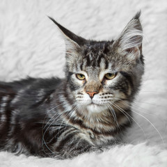 Tabby black maine cone cat posing on white background fur