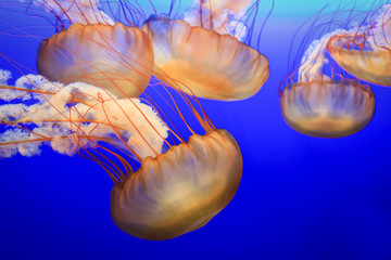 Jellyfish In Blue Background