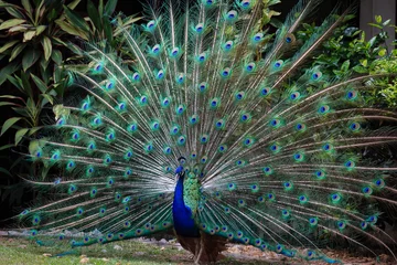 Papier Peint photo Lavable Paon Peacock openning its wings to attract female