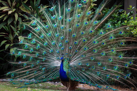 Peacock openning its wings to attract female